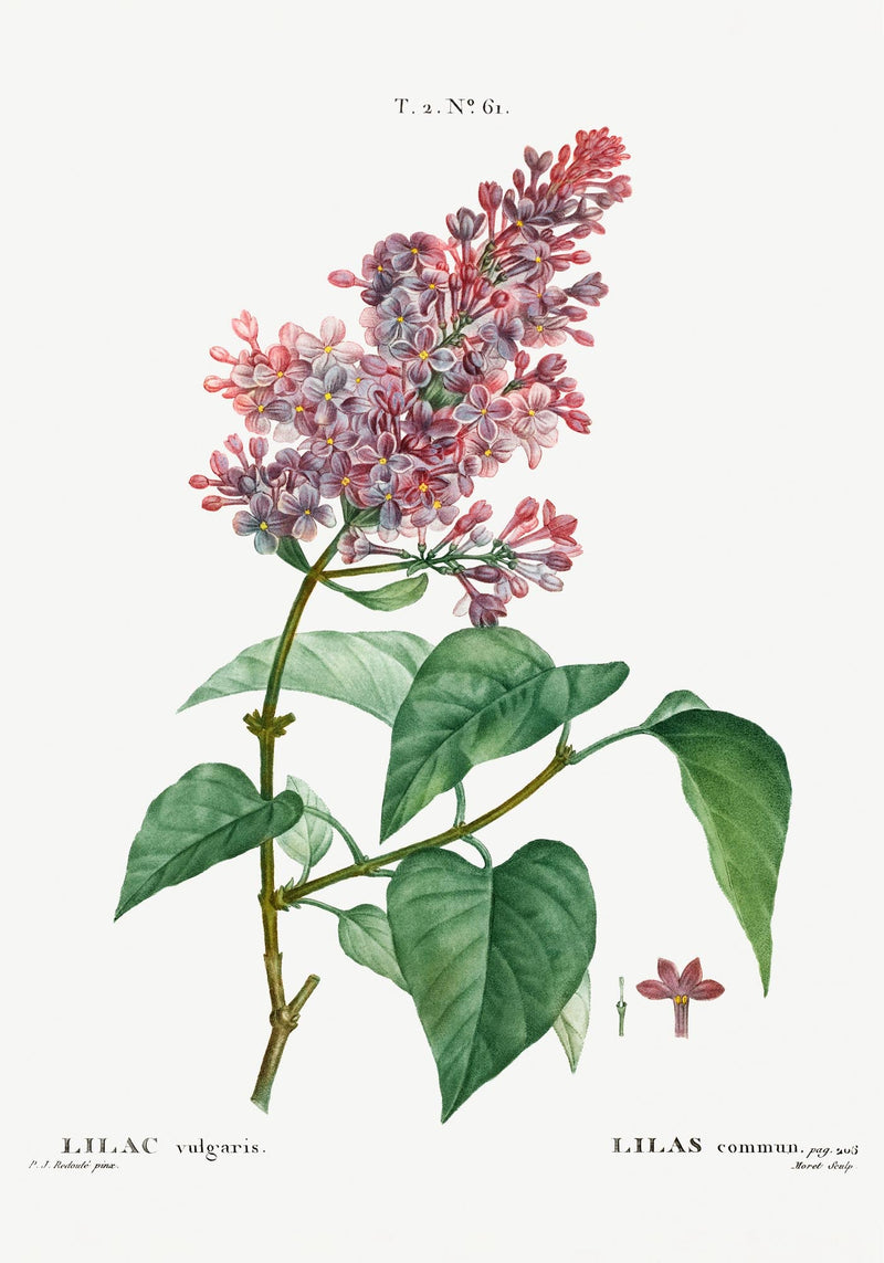 Lilac Vulgaris Flower Botanical Poster – Botanical Premium Print Delicate Elegant — Ansicht 3