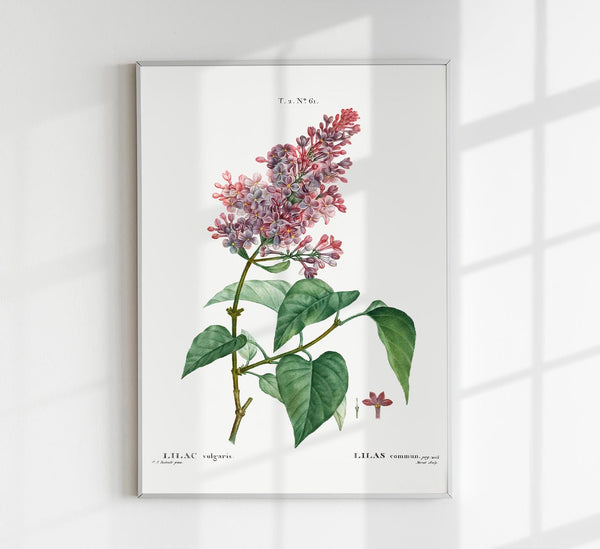 Lilac Vulgaris Flower Botanical Poster – Botanisch Premiumdruck Zart Elegant