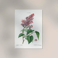 Lilac Vulgaris Flower Botanical Poster – Botanical Premium Print Delicate Elegant — Ansicht 2
