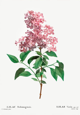 Chinese Lilac Flower Botanical Poster – Botanical | Fine Art | Canvas