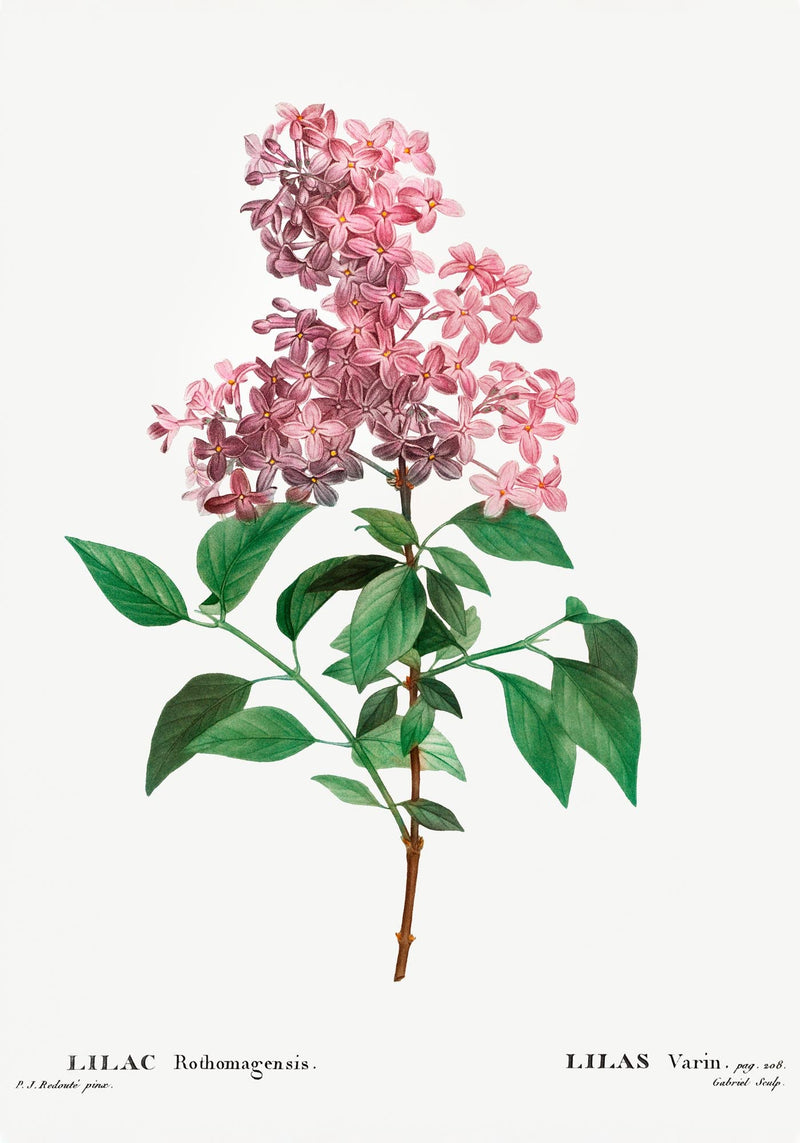 Chinese Lilac Flower Botanical Poster – Fine Art Print Patroa Studio — Ansicht 3