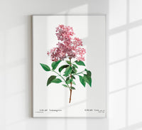 Chinese Lilac Flower Botanical Poster – Fine Art Print Patroa Studio — Ansicht 1