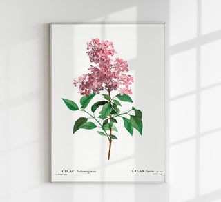 Chinese Lilac Flower Botanical Poster – Botanical | Fine Art | Canvas