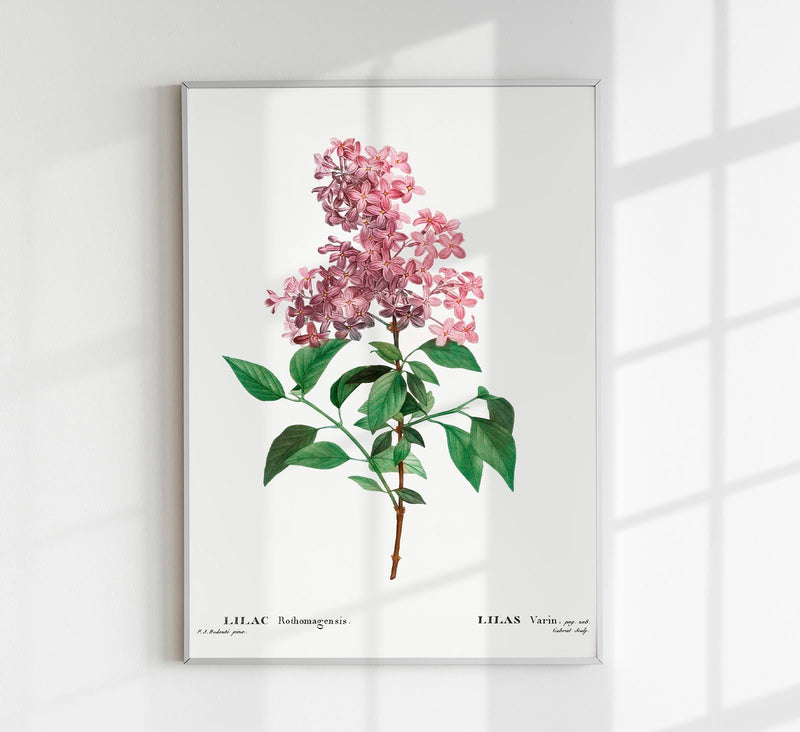 Chinese Lilac Flower Botanical Poster – Fine Art Print Patroa Studio — Patroa Studio