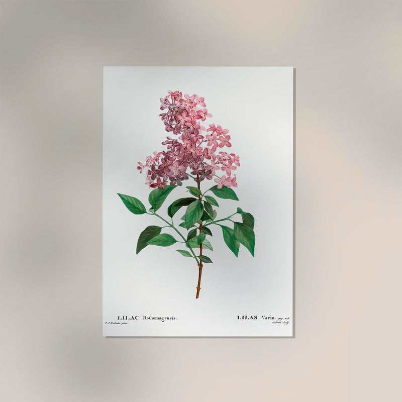 Chinese Lilac Flower Botanical Poster – Fine Art Print Patroa Studio — Ansicht 2