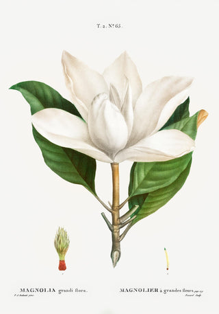 Magnolia Botanical Poster – Fine Art | Elegant | Premium Canvas