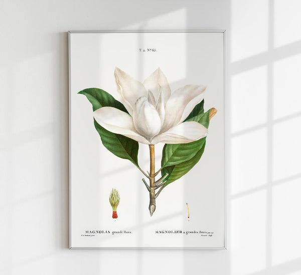 Magnolia Botanical Poster – Fine Art Canvas Wanddekoration
