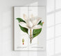 Magnolia Botanical Poster – Fine Art Canvas Wanddekoration