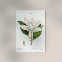 Magnolia Botanical Poster – Fine Art Canvas Wanddekoration — Ansicht 2