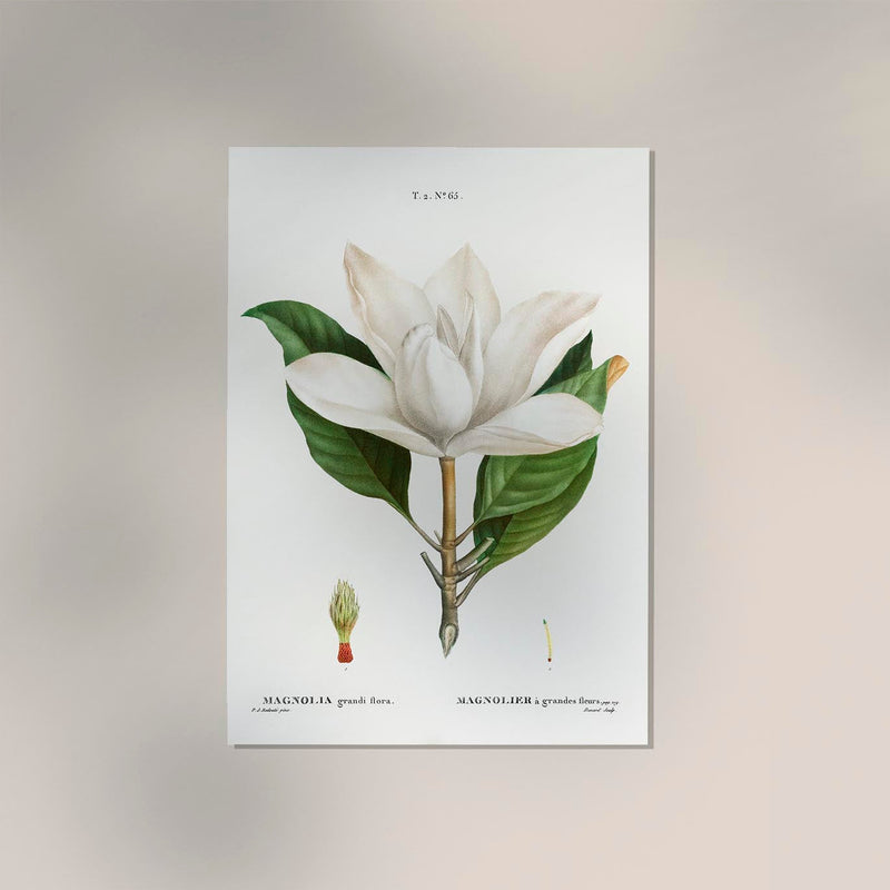 Magnolia Botanical Poster – Fine Art Canvas Wanddekoration — Ansicht 2