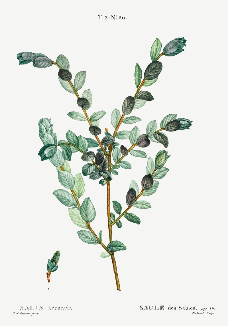Goat Willow Flower Botanical Poster – Fine Art Print UV-Resistant Canvas — Ansicht 3