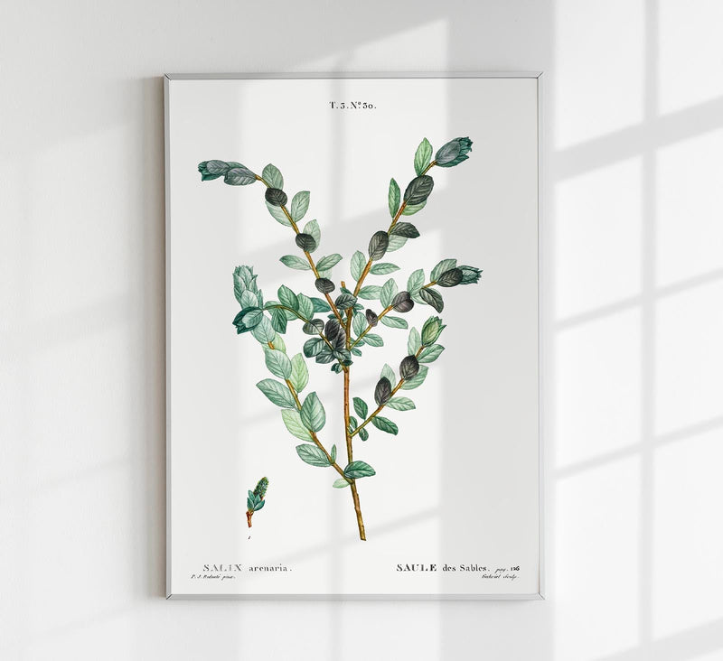 Goat Willow Flower Botanical Poster – Fine Art Print UV-Resistant Canvas — Patroa Studio