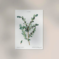 Goat Willow Flower Botanical Poster – Fine Art Print UV-Resistant Canvas — Ansicht 2