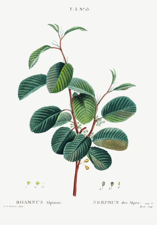Buckthorns Rhamnus alpinus Flower – Botanischer Druck | Fine Art | Canvas