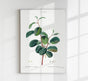Buckthorn Rhamnus alpinus Flower – Botanical Print Fine Art Canvas