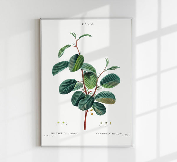 Buckthorn Rhamnus alpinus Flower – Botanical Print Fine Art Canvas