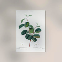 Buckthorn Rhamnus alpinus Flower – Botanical Print Fine Art Canvas — Ansicht 2