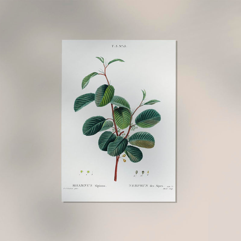 Buckthorn Rhamnus alpinus Flower – Botanical Print Fine Art Canvas — Ansicht 2
