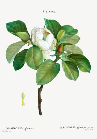 Magnolia Glauca Flower Botanical Poster – Fine Art Print | Zarte Blüte | Klassischer Tafellook