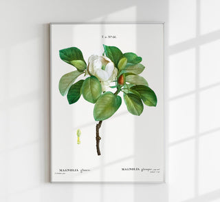Magnolia Glauca Flower Botanical Poster als Fine Art Print mit zarter Magnolia-glauca-Illustration im klassischen Botanical-Stil, ideal für ruhige, elegante Wohn- und Schlafräume.
