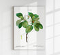Magnolia Glauca Flower Botanical Poster – Fine Art Print 29.7–118.8 cm