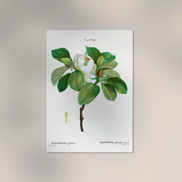Magnolia Glauca Flower Botanical Poster – Fine Art Print 29.7–118.8 cm — Ansicht 2