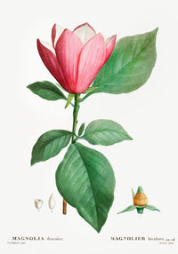 Magnolia Bicolor Flower Botanical Poster – Fine Art Canvas — Ansicht 3