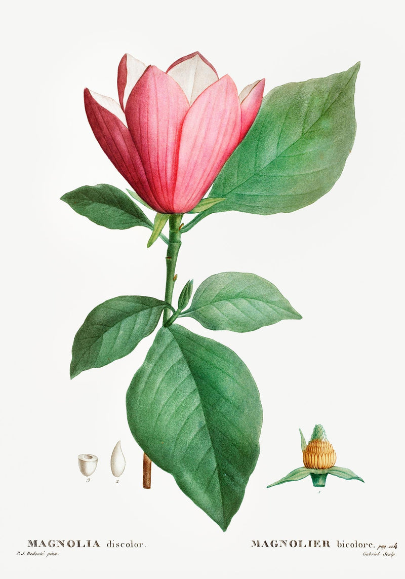 Magnolia Bicolor Flower Botanical Poster – Fine Art Canvas — Ansicht 3