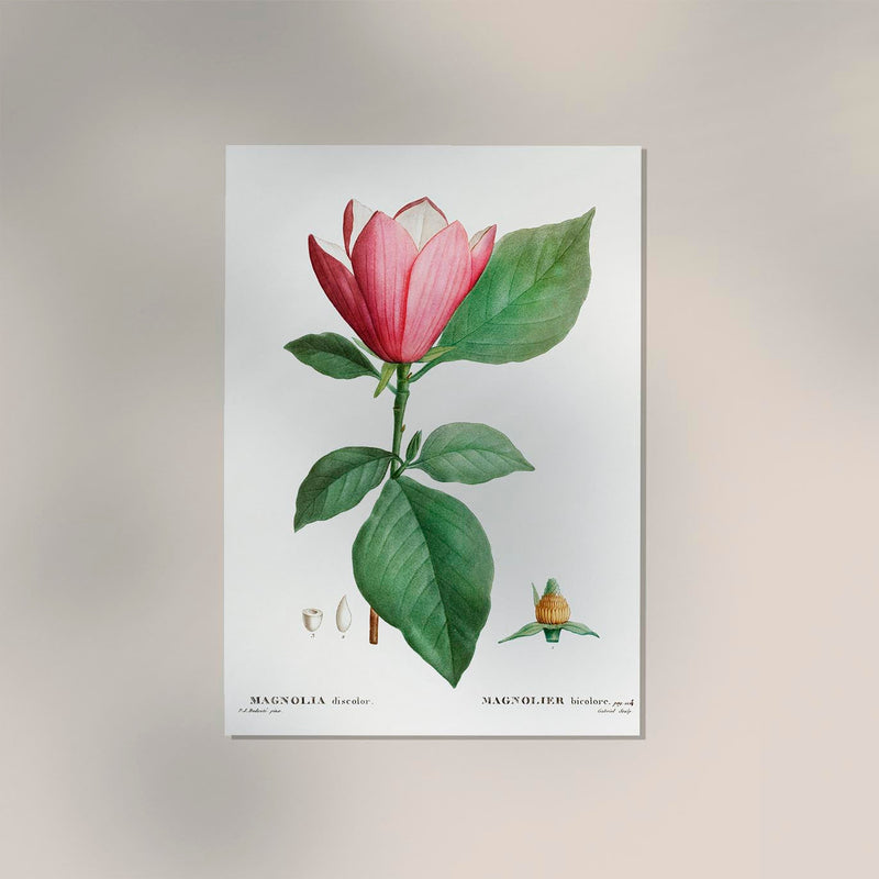 Magnolia Bicolor Flower Botanical Poster – Fine Art Canvas — Ansicht 2