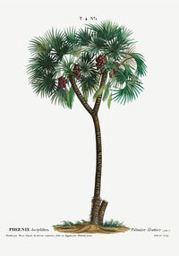 Date Palm Phoenix Dactylifera Flower Botanical Poster – Fine Art Print — Ansicht 3