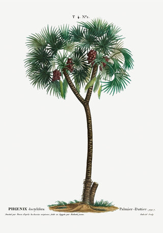 Date Palm Phoenix Dactylifera – Flower Botanical Poster | Fine Art Print | Historische Palmenstudie