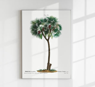 Date Palm Phoenix Dactylifera – Flower Botanical Poster | Fine Art Print | Historische Palmenstudie