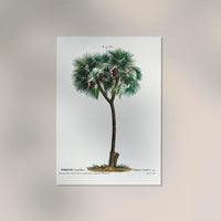 Date Palm Phoenix Dactylifera Flower Botanical Poster – Fine Art Print — Ansicht 2