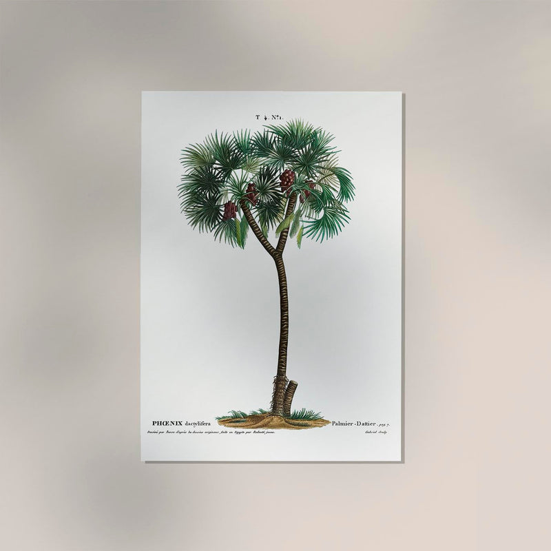 Date Palm Phoenix Dactylifera Flower Botanical Poster – Fine Art Print — Ansicht 2