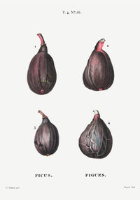 Figs Botanical Poster – Naturgetreu Detailreich Zeitlos — Ansicht 3