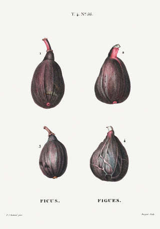 Figs Botanical Poster – Naturgetreu | Detailreich | Zeitlos