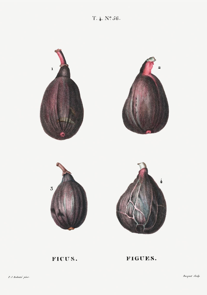 Figs Botanical Poster – Naturgetreu Detailreich Zeitlos — Ansicht 3