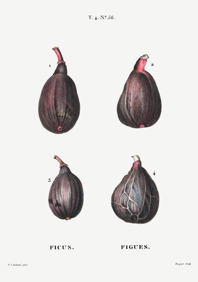 Figs Botanical Poster – Lifelike Detailed Timeless