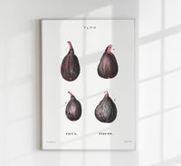 Figs Botanical Poster – Naturgetreu Detailreich Zeitlos — Ansicht 1