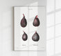 Figs Botanical Poster – Naturgetreu Detailreich Zeitlos