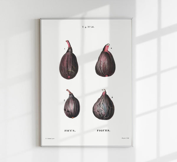 Figs Botanical Poster – Lifelike Detailed Timeless