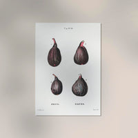 Figs Botanical Poster – Naturgetreu Detailreich Zeitlos — Ansicht 2