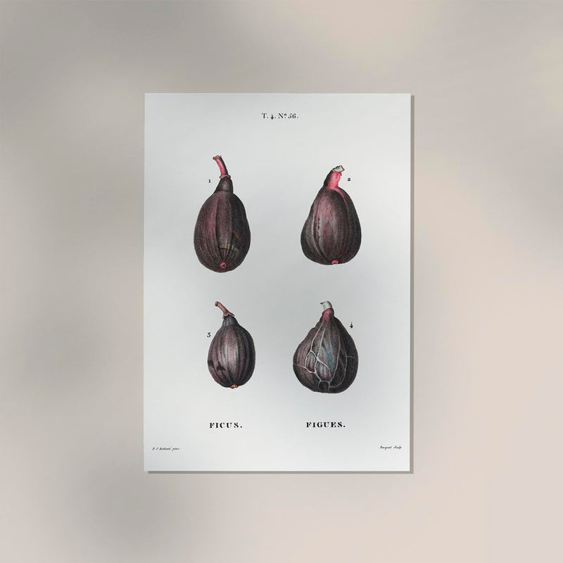 Figs Botanical Poster – Naturgetreu Detailreich Zeitlos — Ansicht 2
