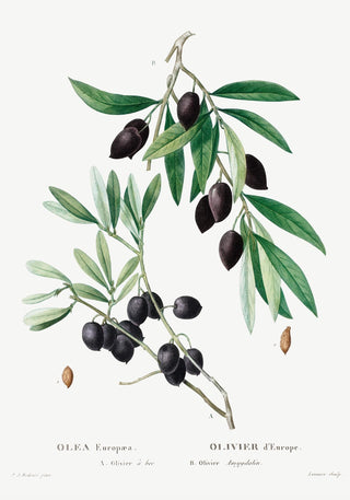 Olive Tree Botanical Poster – Botanische Kunst | Fine Art Print | UV-beständig