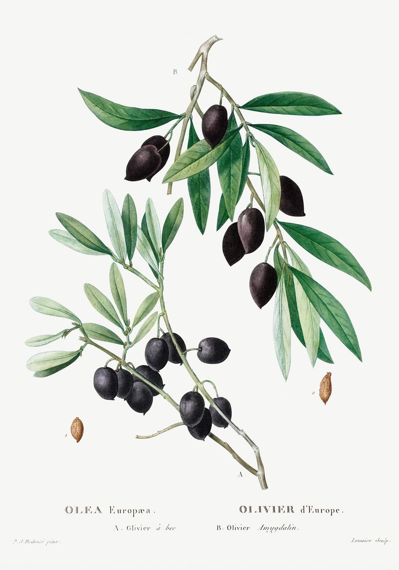 Olive Tree Botanical Poster – Botanische Kunstdruck | Fine Art Print UV-beständig — Ansicht 3