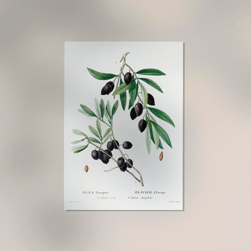 Olive Tree Botanical Poster – Botanische Kunstdruck | Fine Art Print UV-beständig — Ansicht 2