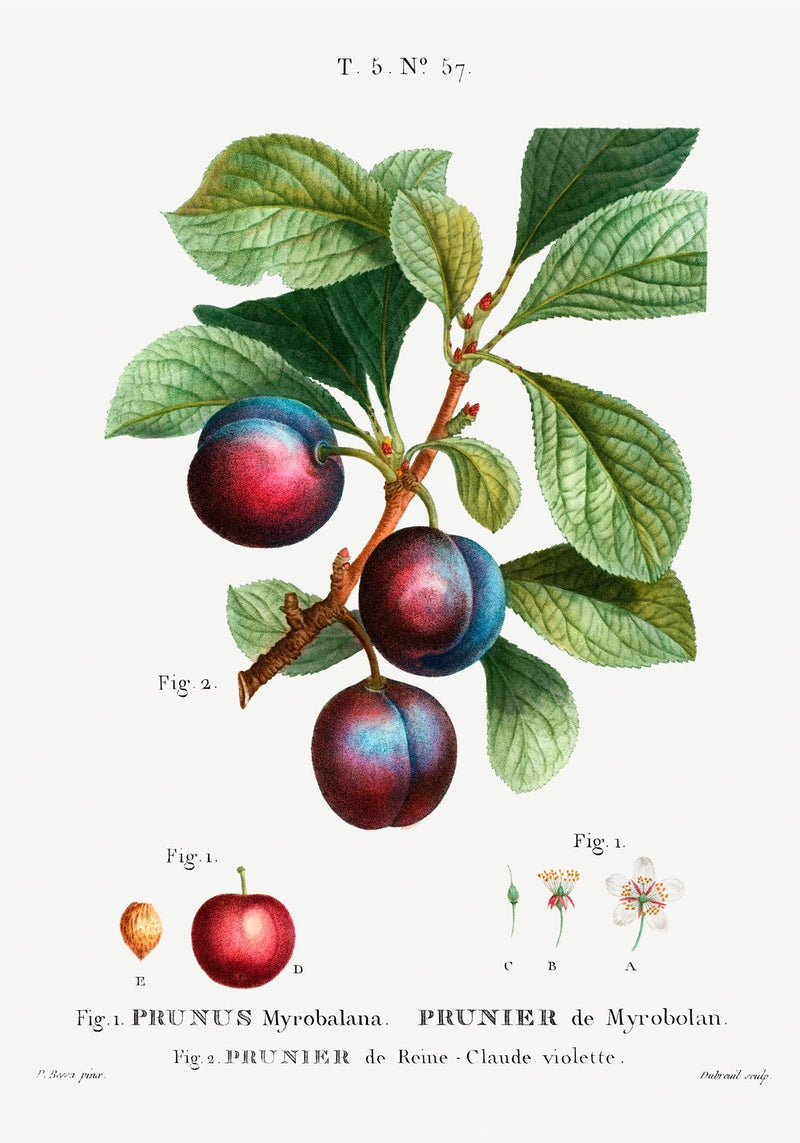 Cherry Plum Botanical Poster – Fine Art Print auf Papier oder Canvas — Ansicht 3