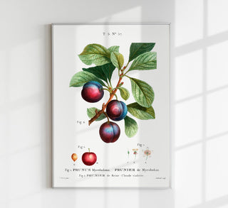 Cherry Plum Botanical Poster – Botanical | Fine Art | Canvas