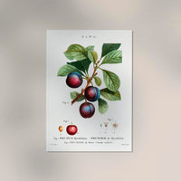 Cherry Plum Botanical Poster – Fine Art Print auf Papier oder Canvas — Ansicht 2