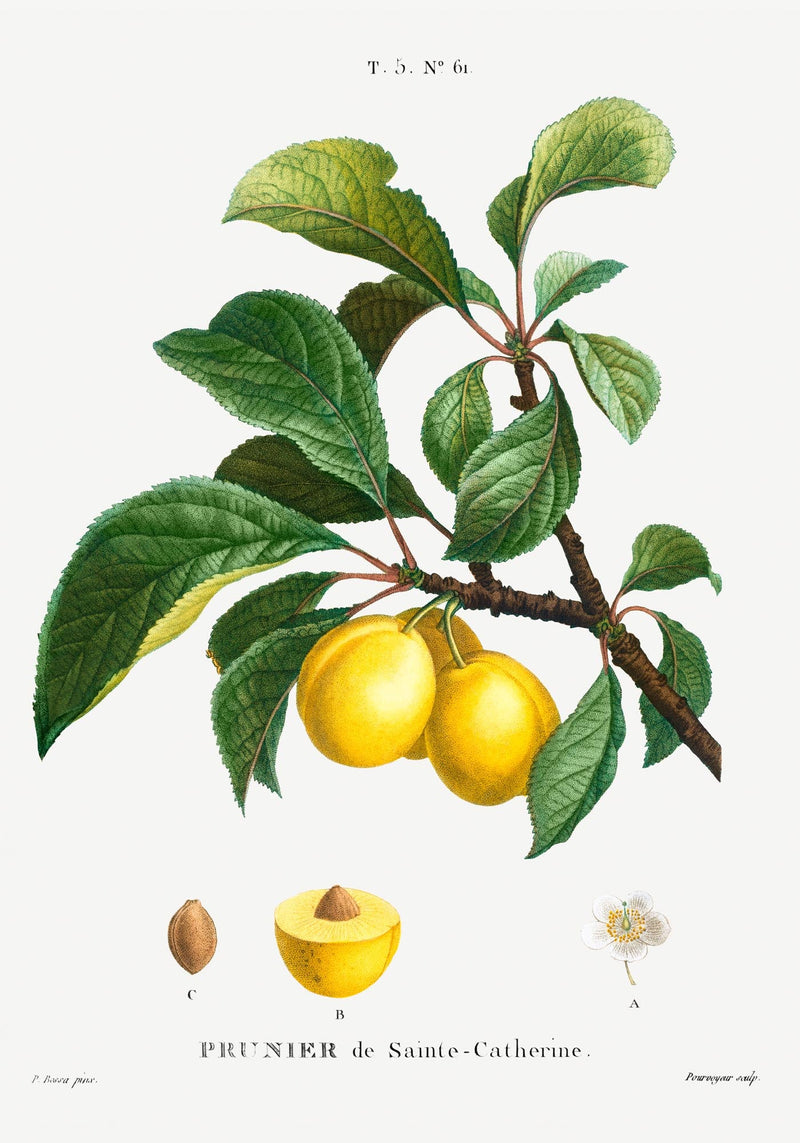 Alpine Apricot – Botanical Poster | Fine Plant Art | UV Resistant — Ansicht 3